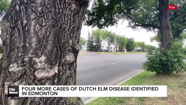 Four more cases of Dutch Elm Disease identified in Edmonton