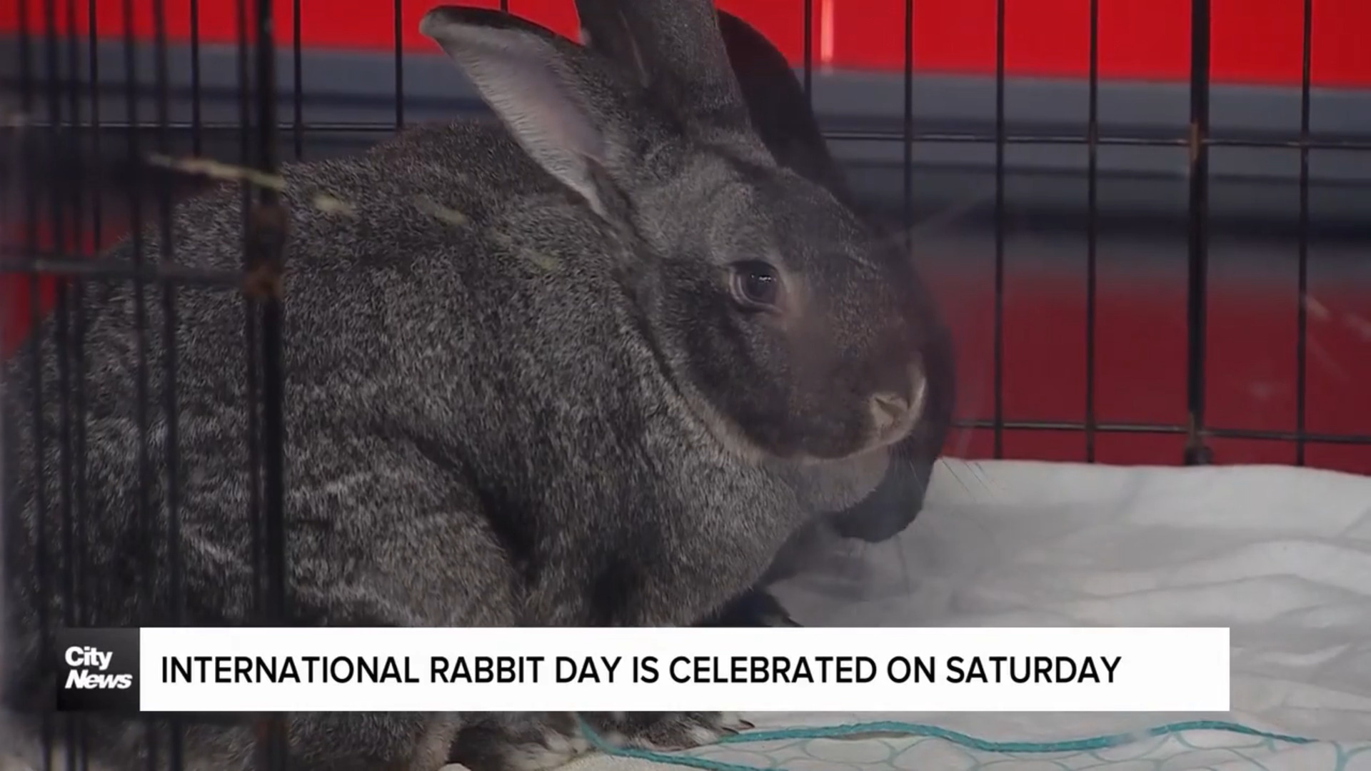 Int'l Rabbit Day is celebrated on September 28