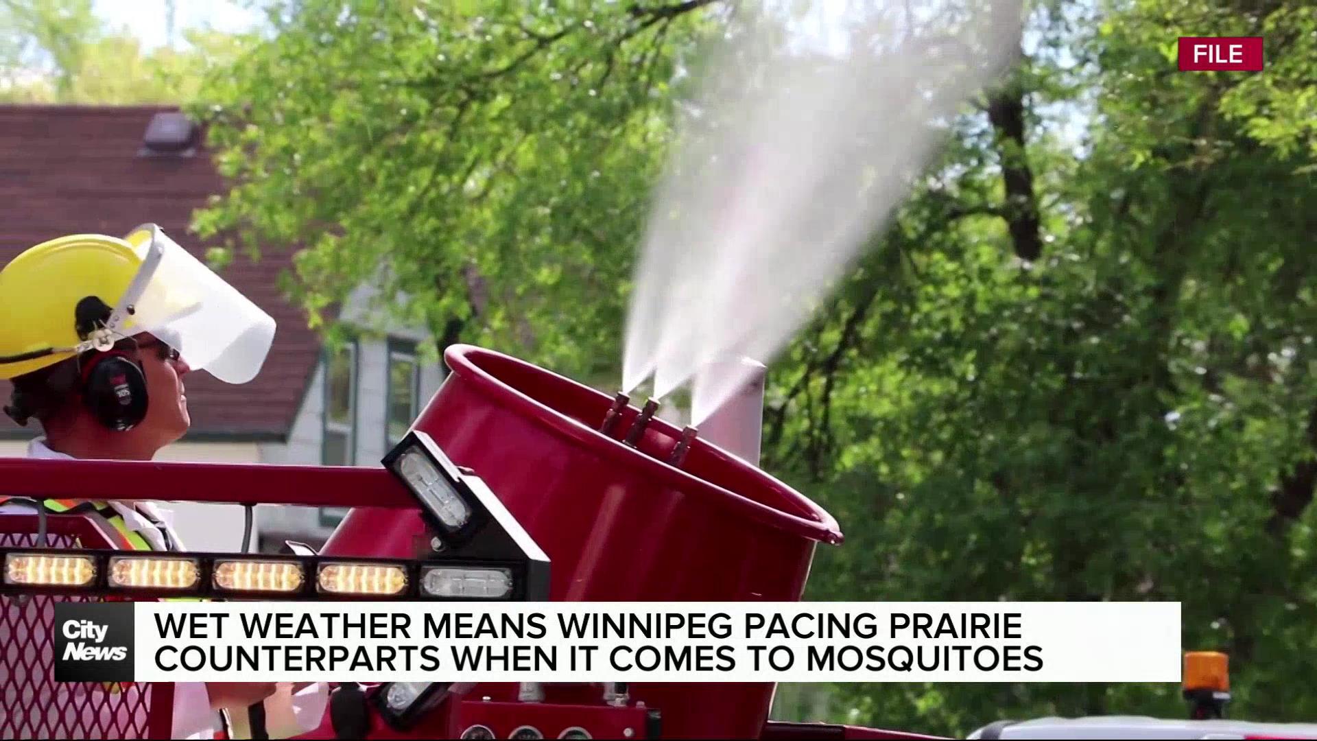 Winnipeg outpacing other Prairie cities on 2024 mosquito crop