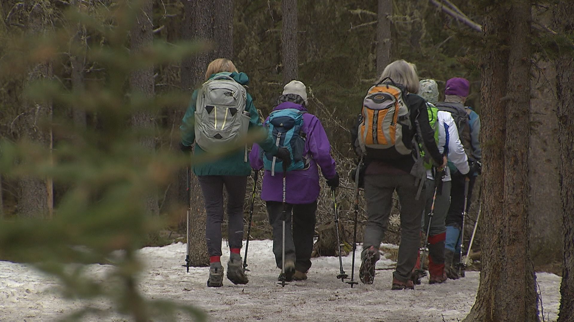 Albertans concerned about disappearing hiking trails near Calgary due to planned logging