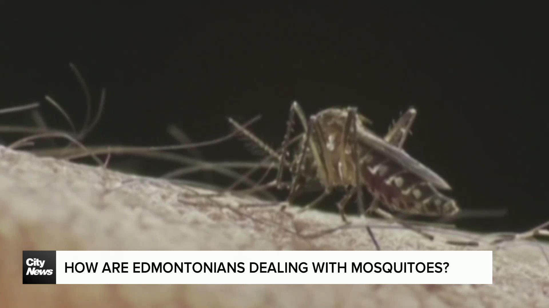 How are Edmontonians dealing with mosquitoes?