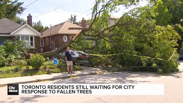 Toronto residents still waiting for city's response to fallen trees