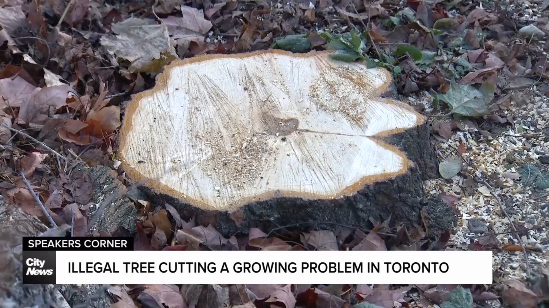 Toronto city staff investigate suspected case of illegal tree removal