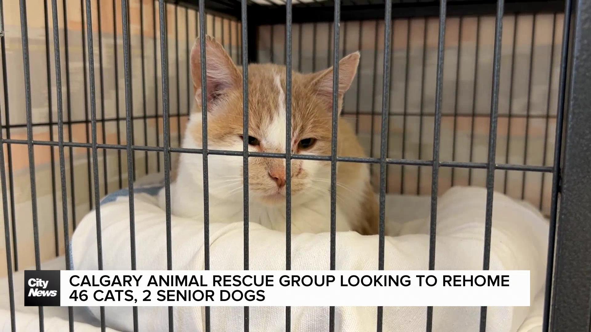 Calgary animal rescue group looking to rehome 46 cats, two senior dogs