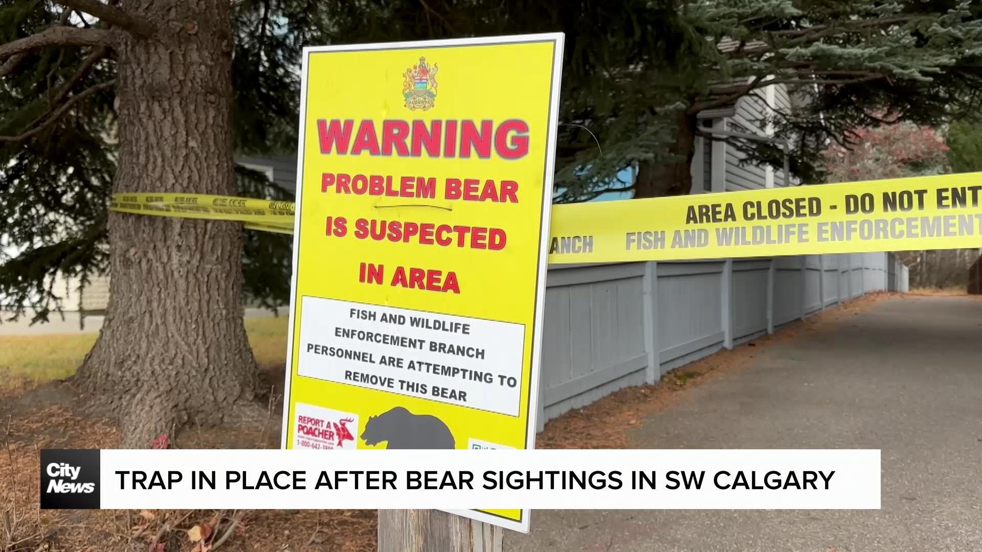 Trap in place after black bear sightings in SW Calgary 