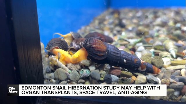 Snail hibernation study may help organ transplants, deep space travel