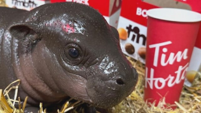 Maple the pygmy hippo now weighs 528 Timbits, Toronto Zoo says