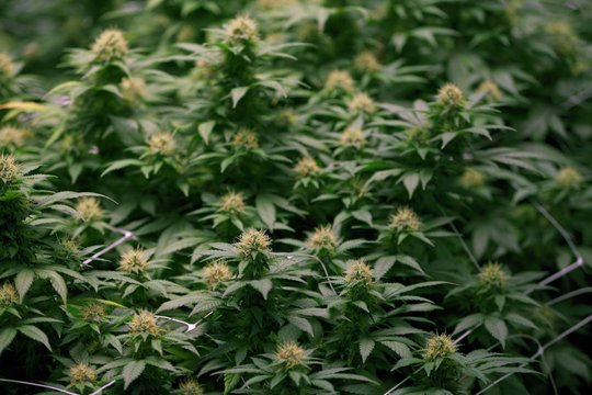 Ontario government looking to crack down on unlicensed cannabis retailers