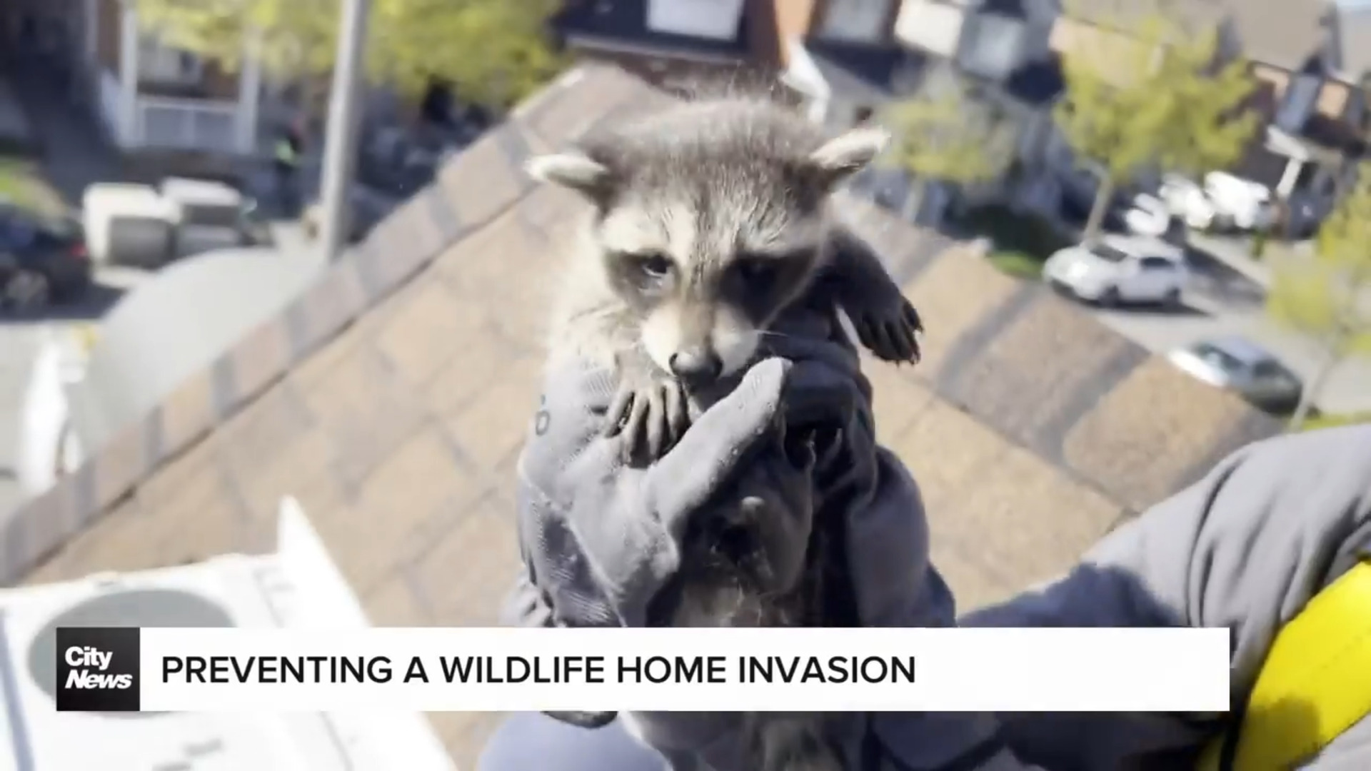 Prevent a spring wildlife home invasion