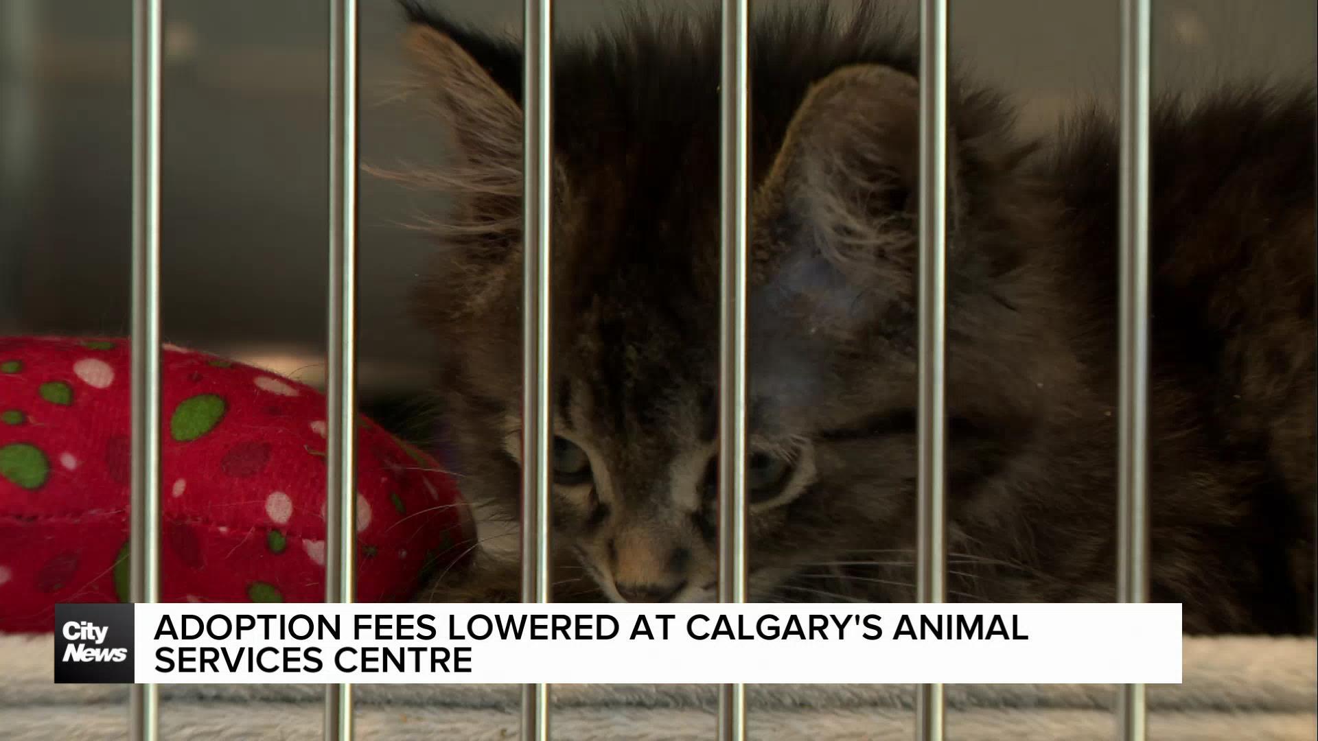 Adoption fees lowered at Calgary's Animal Services Centre