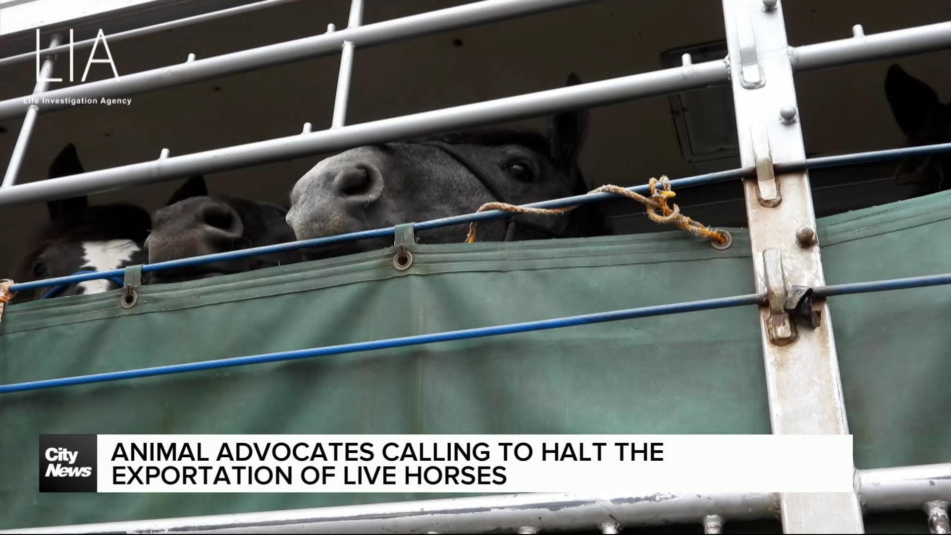 Advocates call for CFIA to halt live horse exportation