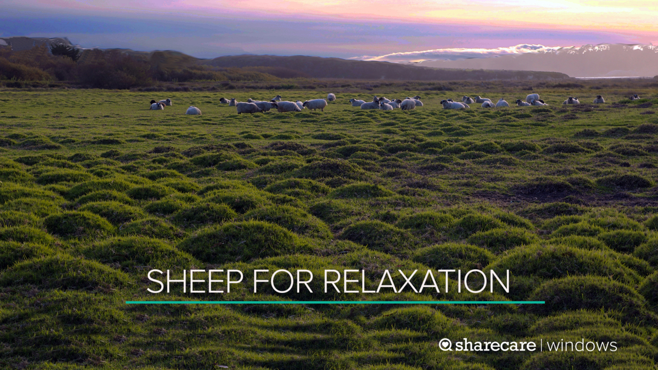 30 minutes of sheep for relaxation