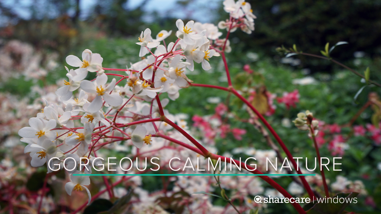 one hour of gorgeous , calming nature