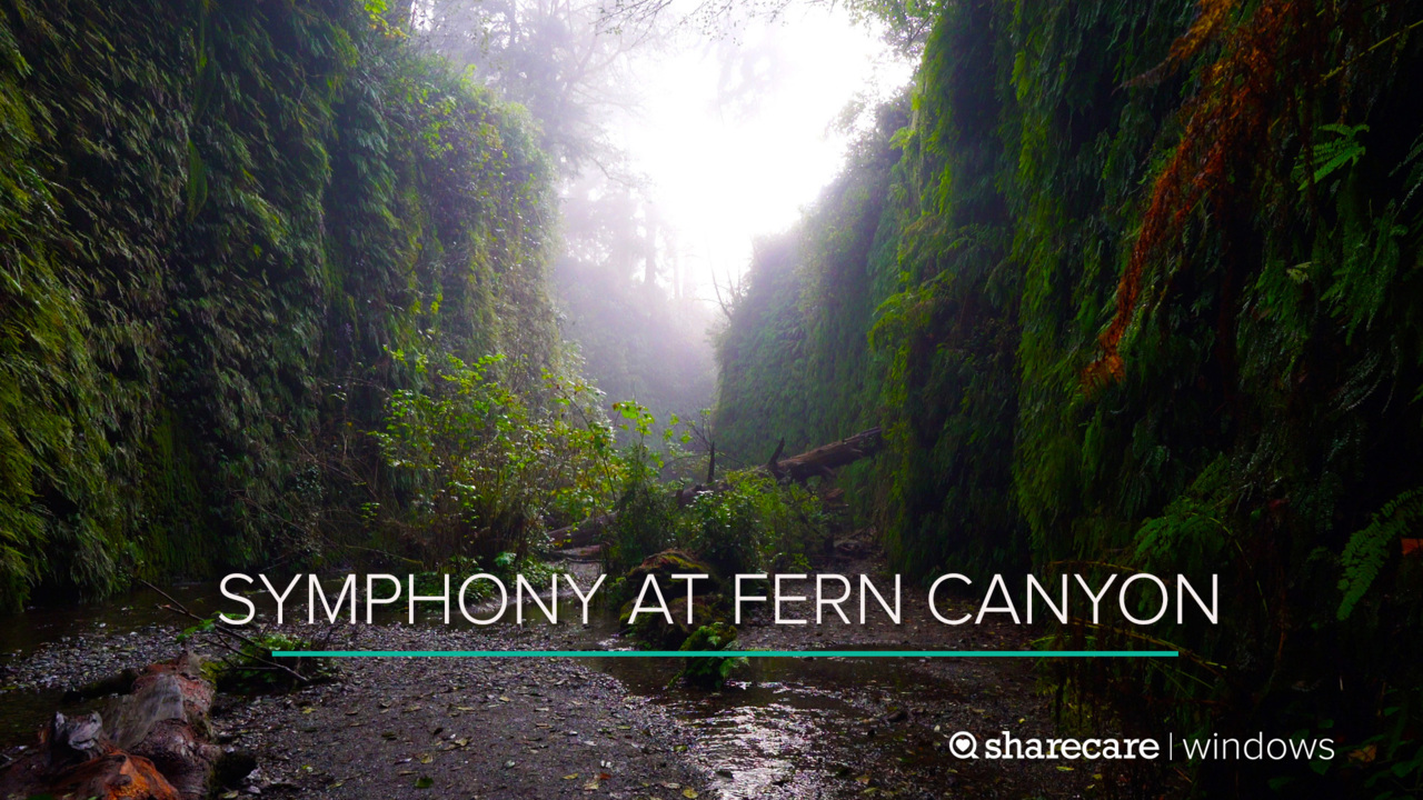 20 Minutes of Symphony at Fern Canyon