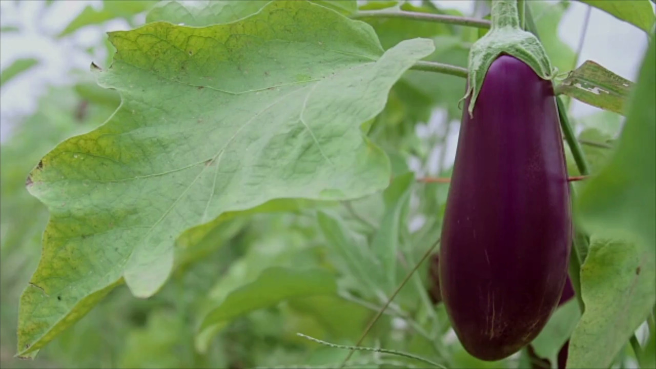 Eggplant Health Benefits, Nutrition, and More