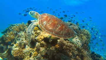 Mohawk Installs SolidTech R at Georgia Sea Turtle Center 
