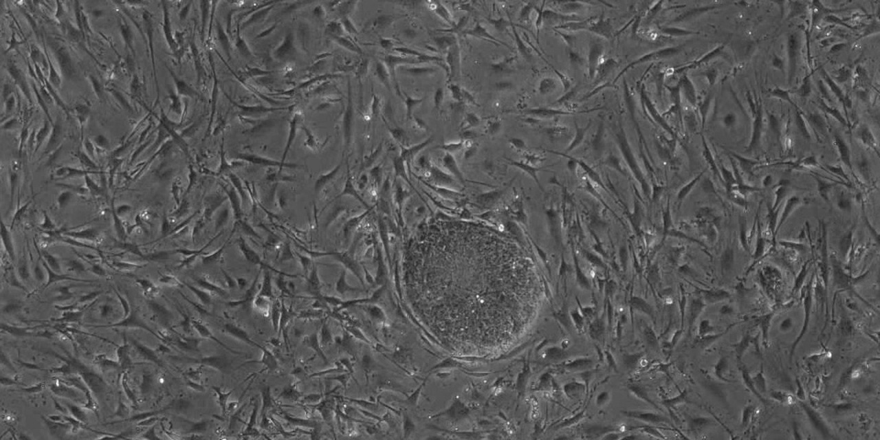 BioStudio-T | 細胞スクリーニング | 製品・サービス | 株式会社ニコン