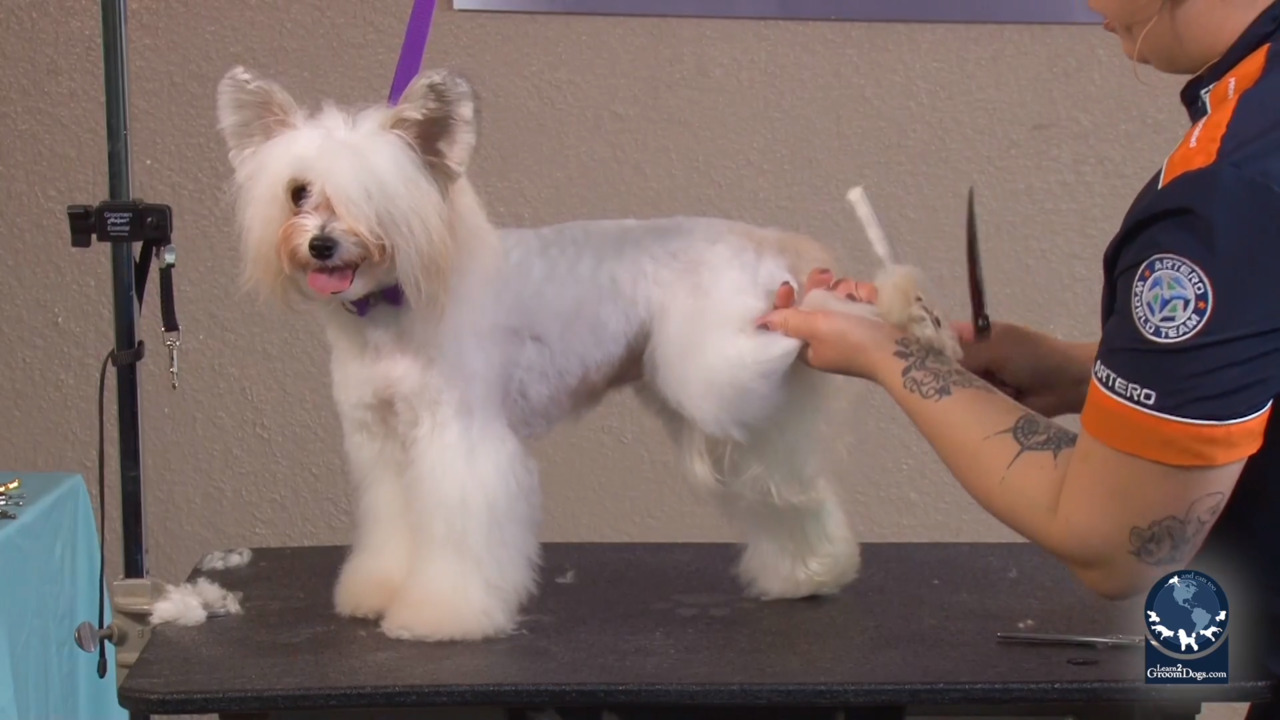 Chinese crested deals powder puff grooming