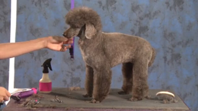 Thumbnail for How to Do a German Influenced Pet Trim on a Poodle (Part 3 of 3-Part Series: Styling the Head)