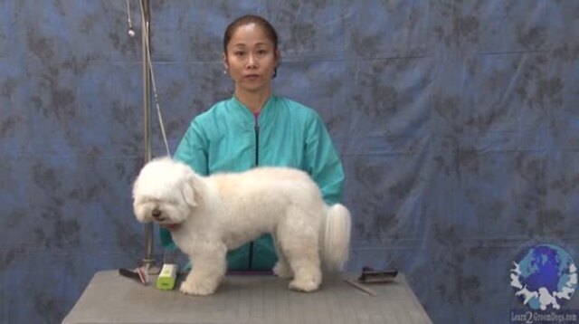 Thumbnail for Grooming a Havenese Puppy