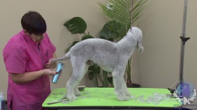 Thumbnail for How to Set in the Tail of a Bedlington Terrier