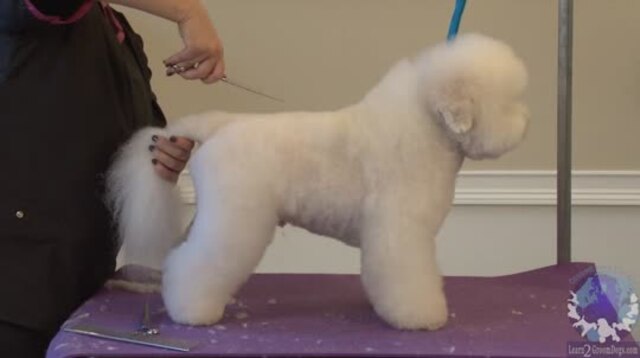 Thumbnail for Part 2: Grooming the Bichon Mix in a Modified Bichon Trim: Body & Legs (2 of 5)