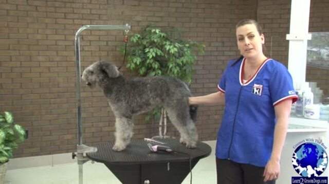 Thumbnail for Grooming the Pet Hungarian Pumi: Body & Legs (1 of 2-Part Series)