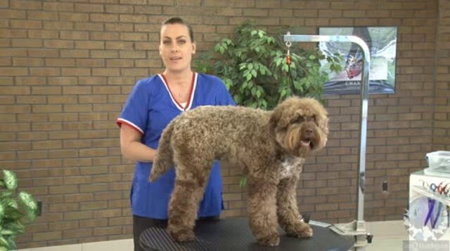 Thumbnail for Learn How to Groom the Pet Italian Truffle Dog: Lagotto Romagnolo (1 of 2-Part Series)