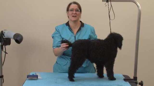 Thumbnail for Dematting Tips & Tricks on a Poodle