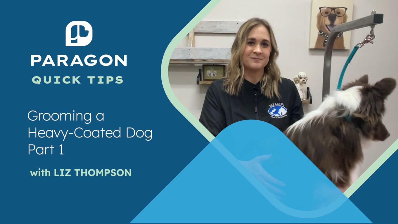 Thumbnail for Quick Tips: Grooming a Heavy-Coated Dog with Liz Thompson – Part 1