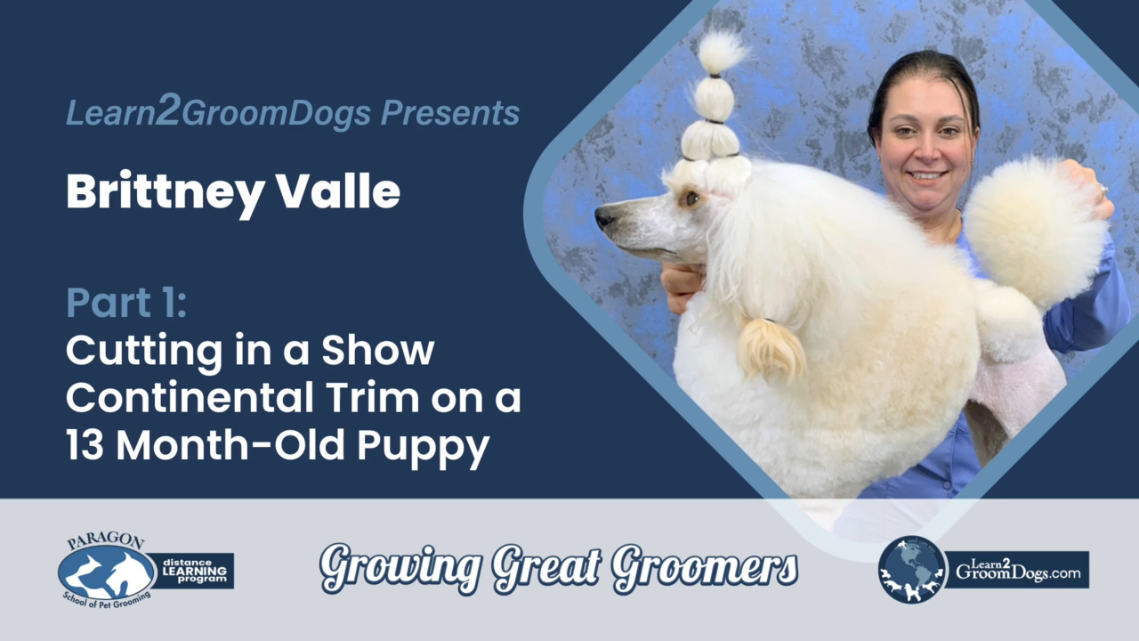 Thumbnail for Cutting in a Show Continental Trim on a 13 Month Old Poodle Puppy – Part 1
