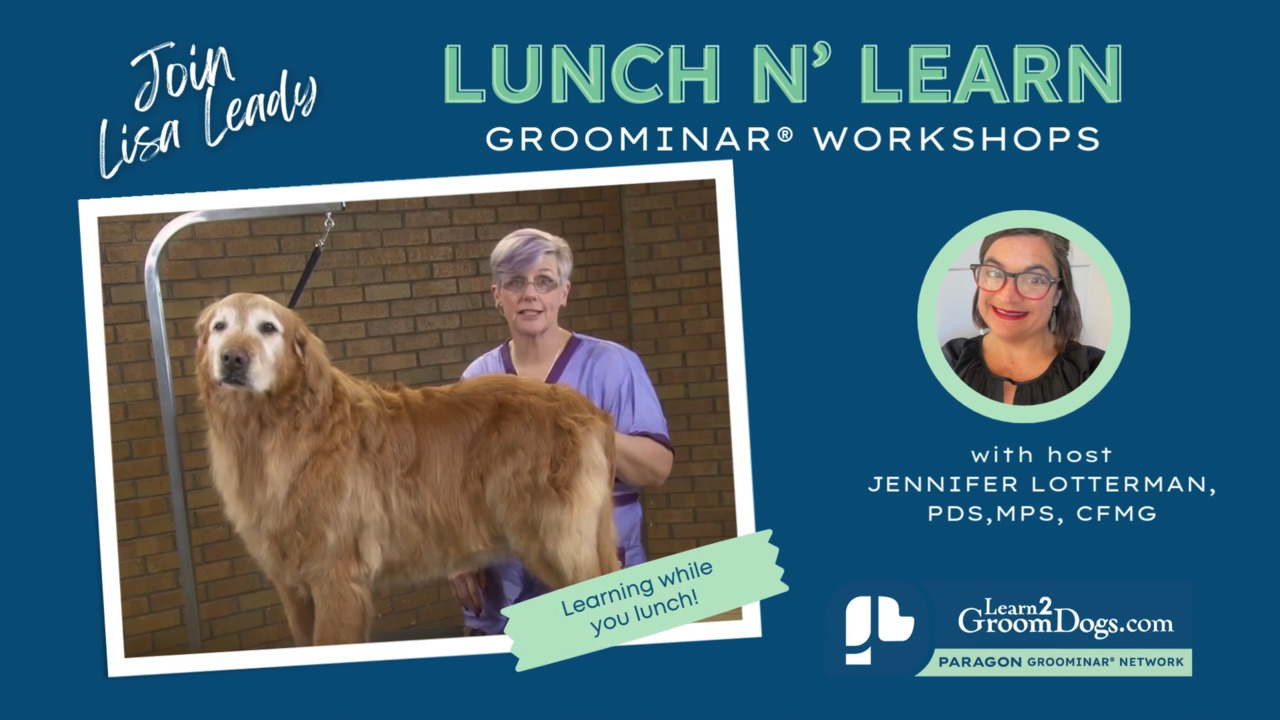 Thumbnail for Lunch N’ Learn: Contour Trim on a Senior Golden Retriever