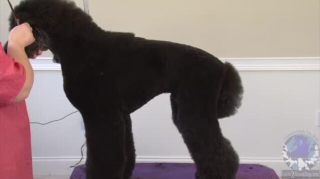 Thumbnail for Part 2 of 3: Standard Poodle in a Modified Puppy Trim: Styling Topknot, Neck, Forechest, and Tail