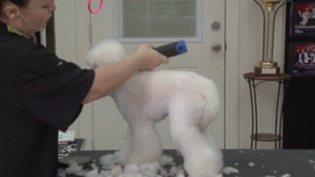 Thumbnail for Asian Fusion Pet Styling (Part 1 of 3-Part Series: The Body)
