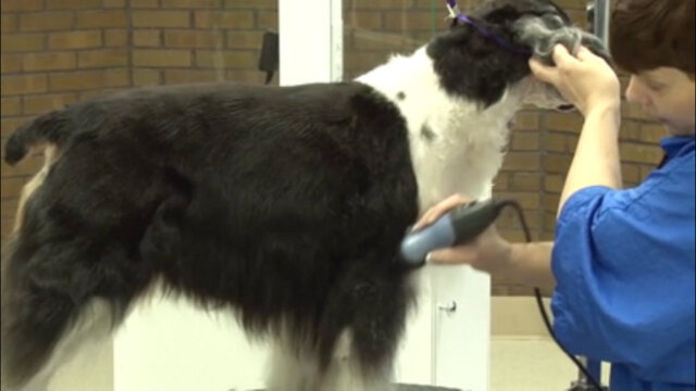 Thumbnail for Setting the Body Pattern with Clippers on a Pet Springer Spaniel