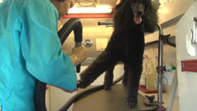 Thumbnail for Speed and Efficiency: Grooming a Standard Poodle in under 90 Minutes (Part 3 of 5-Part Series: Drying Phase)