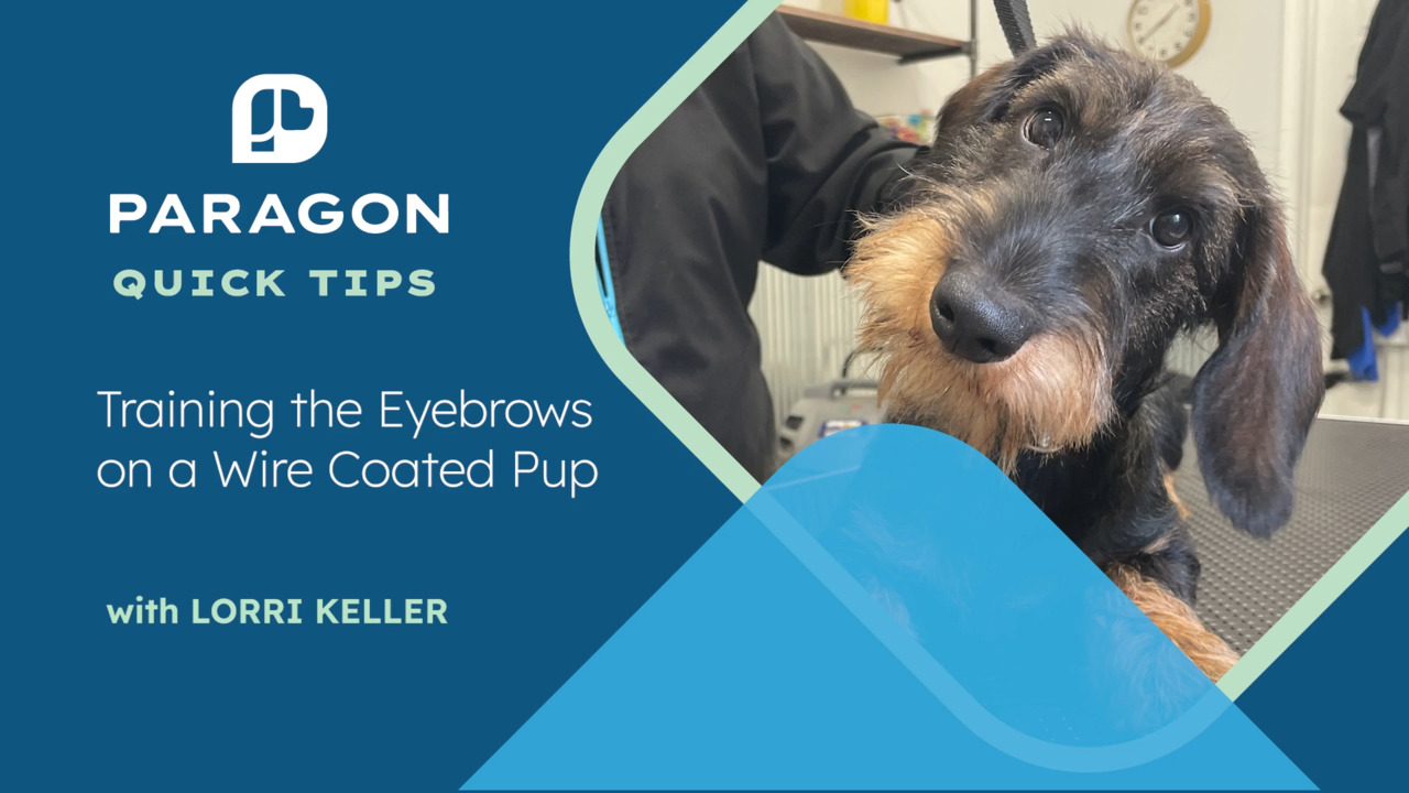 Thumbnail for Quick Tips: Training the Eyebrows on a Wire Coated Pup with Lorri Keller