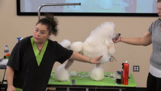 Thumbnail for Grooming a Poodle in a Show Continental Trim Including the Spray-Up & Wigglets (Part 9 of 9-Part Series: Q&A from the audience)
