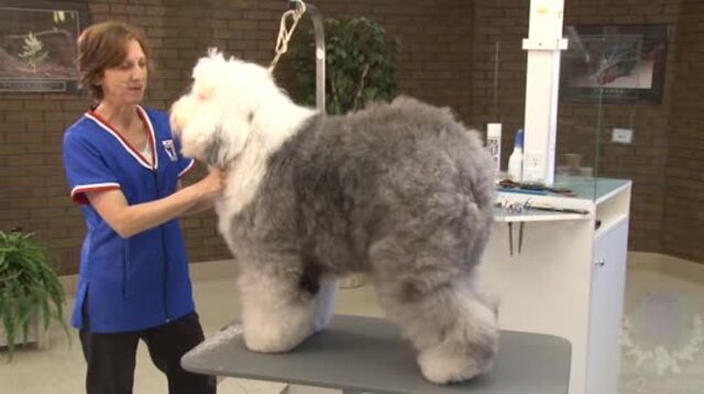 Thumbnail for How to Prepare an Old English Sheepdog for the Show Ring