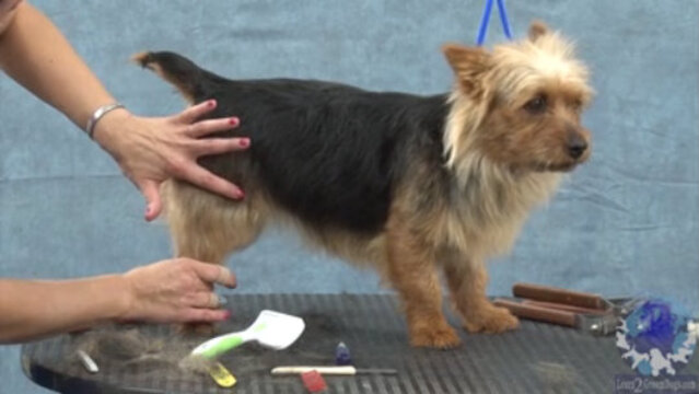 Thumbnail for Shaping the Rear Thigh of an Australian Terrier