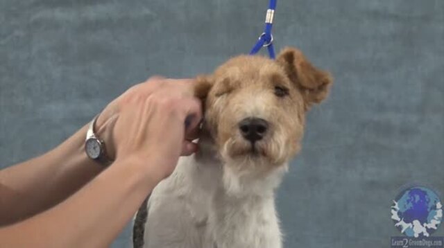 Thumbnail for Part 3 of 5: Handstripping a Rolled Coat on a Wire Fox Terrier: Styling the Head