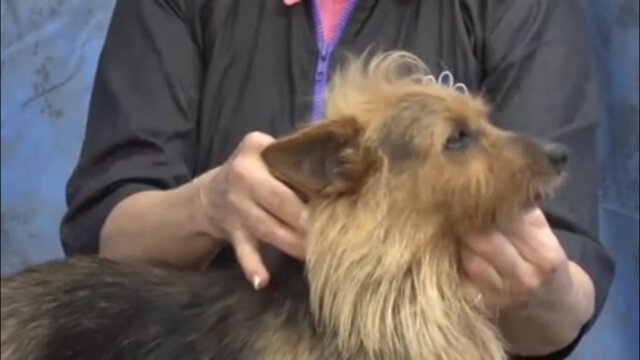 Thumbnail for How to Handstrip the Head on an Australian Terrier