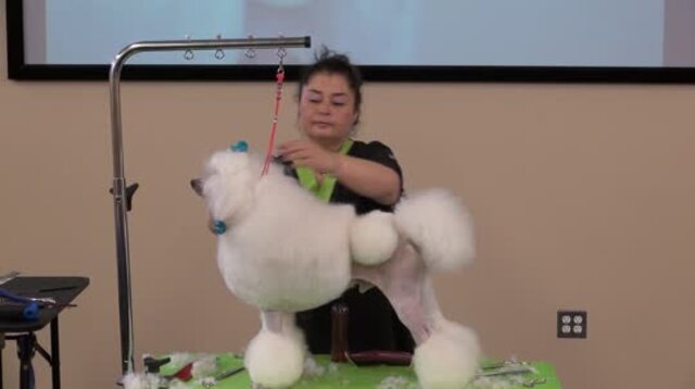 Thumbnail for Grooming a Poodle in a Show Continental Trim Including the Spray-Up & Wigglets (Part 6 of 9-Part Series: Shaping the tail)
