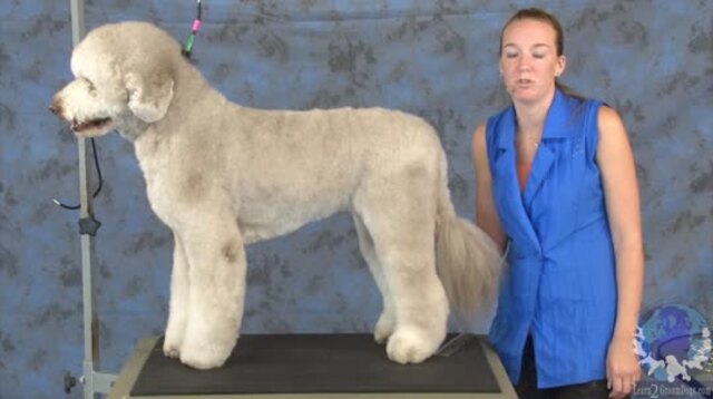 Thumbnail for Grooming a Labradoodle like a Portuguese Water Dog (Part 1 of 4-part Series)