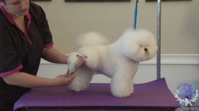Thumbnail for Setting the Foot and Rear Angulation on a Show Style Bichon
