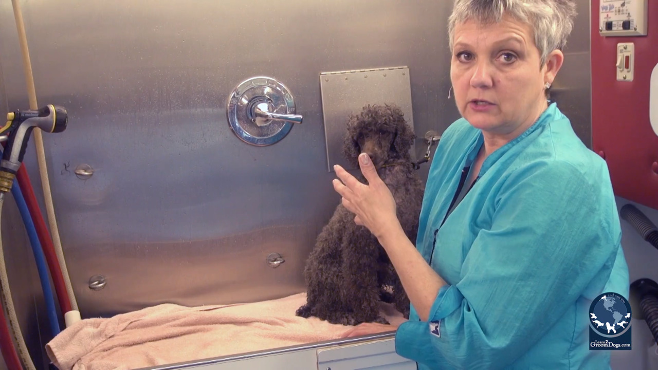 Thumbnail for Spotlight Session: The Importance of Towel Drying a Pet Prior to High Velocity Drying