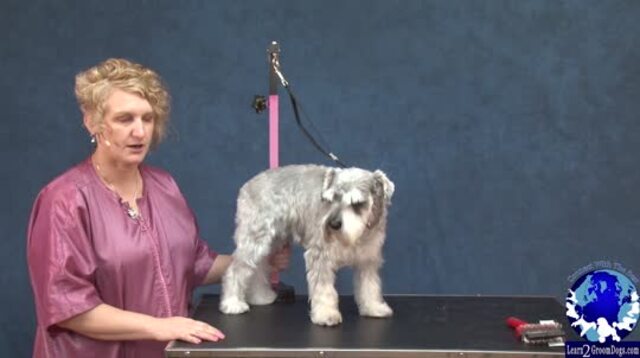 Thumbnail for Grooming the Pet Miniature Schnauzer (Part 1 of 3-part Series)