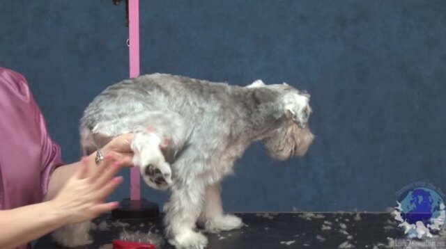 Thumbnail for Part 2 of 3: Grooming the Pet Miniature Schnauzer: Trimming Feet, Legs and Furnishings