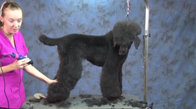 Thumbnail for Part 3 of 4: How to Do a Fast & Stylish Trim on a Standard Poodle (Trimming the Legs & Underline)