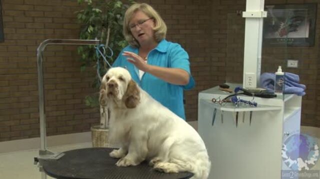 Thumbnail for Clumber Spaniel Grooming